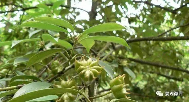 警惕50种园林常见有毒植物