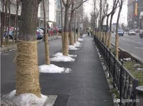 园林景观中，植物冻害，看看如何正确预防和应急处理