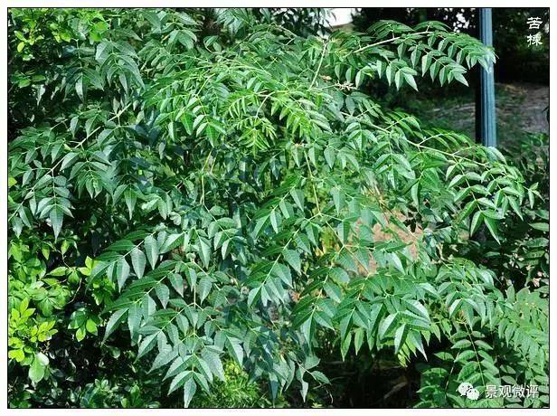 警惕50种园林常见有毒植物