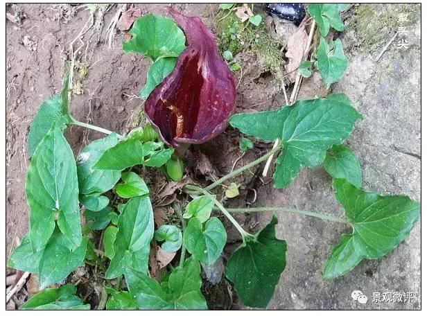 警惕50种园林常见有毒植物