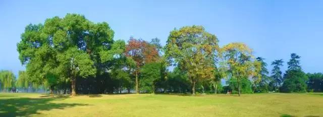 景观植物空间造景