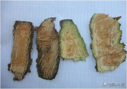 园林景观中，植物冻害，看看如何正确预防和应急处理