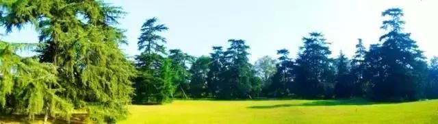 景观植物空间造景