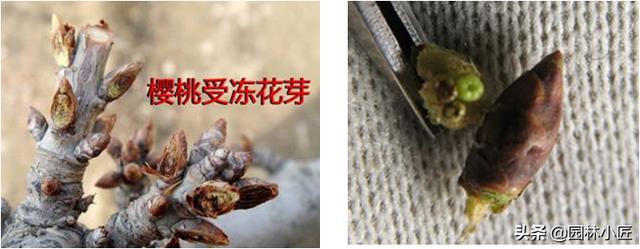 园林景观中，植物冻害，看看如何正确预防和应急处理