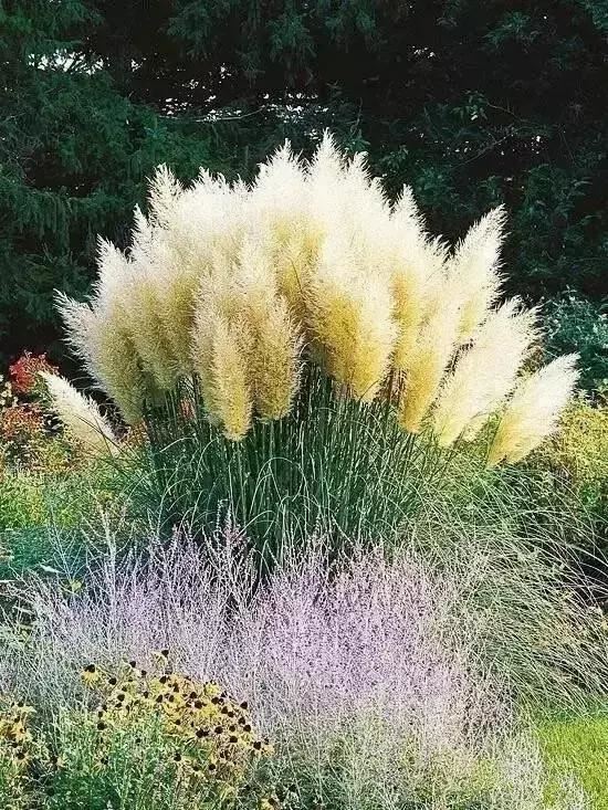 有“花境”，草有“草境”——景观设计中的观赏草