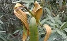 园林景观中，植物冻害，看看如何正确预防和应急处理