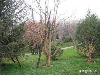 园林景观中，植物冻害，看看如何正确预防和应急处理