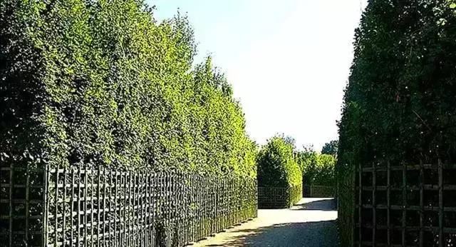 景观植物空间造景