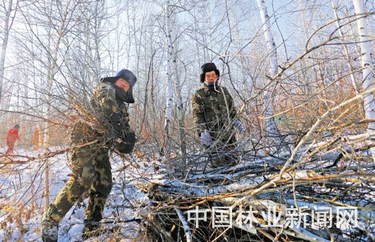 加林局：寂静山林里的奋进欢歌