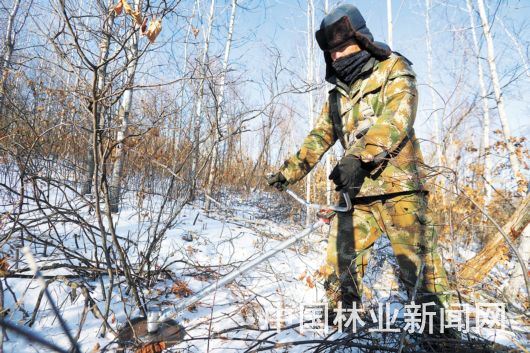 加林局：寂静山林里的奋进欢歌