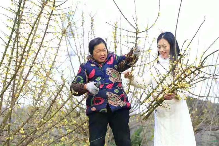 打好品种品质品牌三张牌 推进静观蜡梅更上一楼