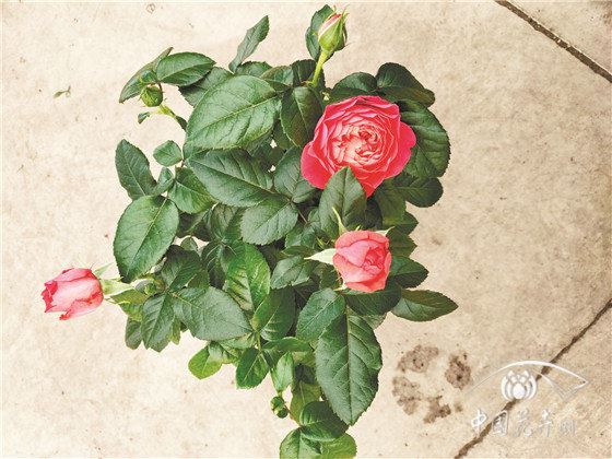 【年宵花】小盆花“三大将”纷纷遭冷遇 