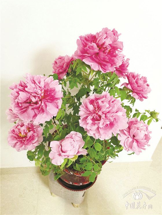 【年宵花】催花牡丹市场平稳物流决定客流