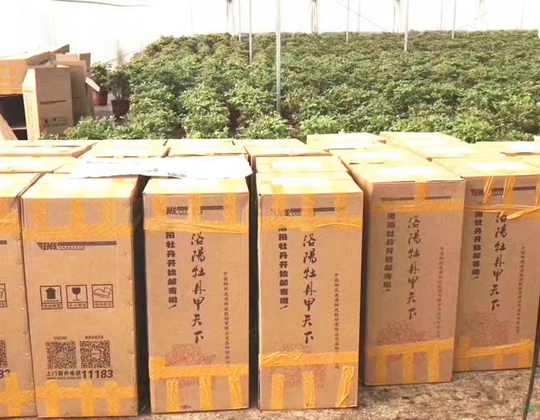 洛阳35万盆催花牡丹即将投放全国春节花市