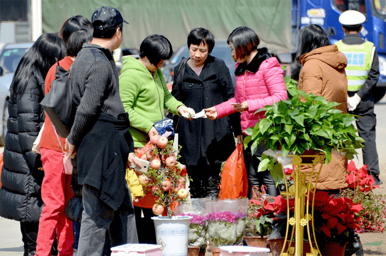 广东南海花卉博览园人气火爆 300万株蝴蝶兰投放年宵花市场