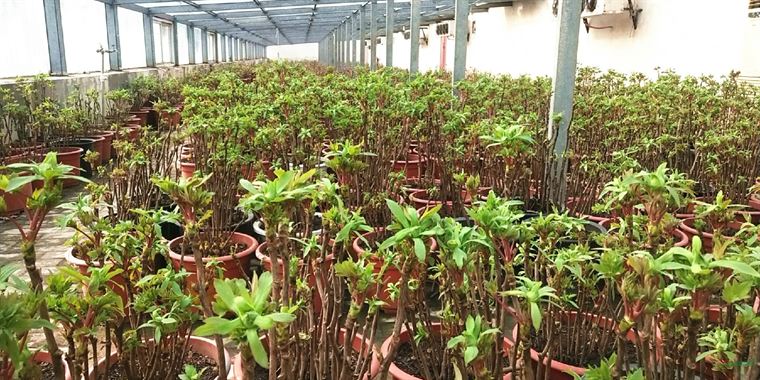 洛阳35万盆催花牡丹即将投放全国春节花市