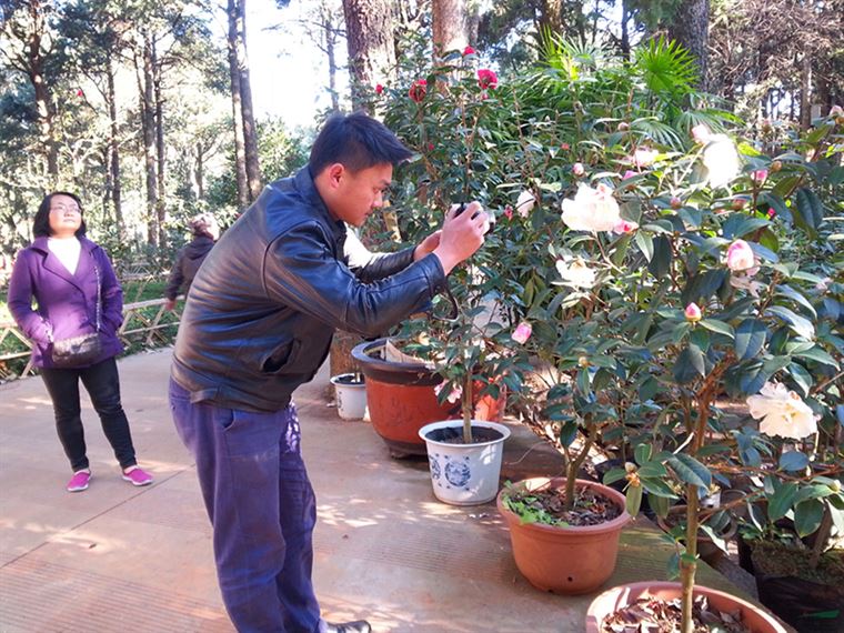 “金鼠送福·山茶闹春”昆明市金殿名胜区第三十二届茶花展开幕