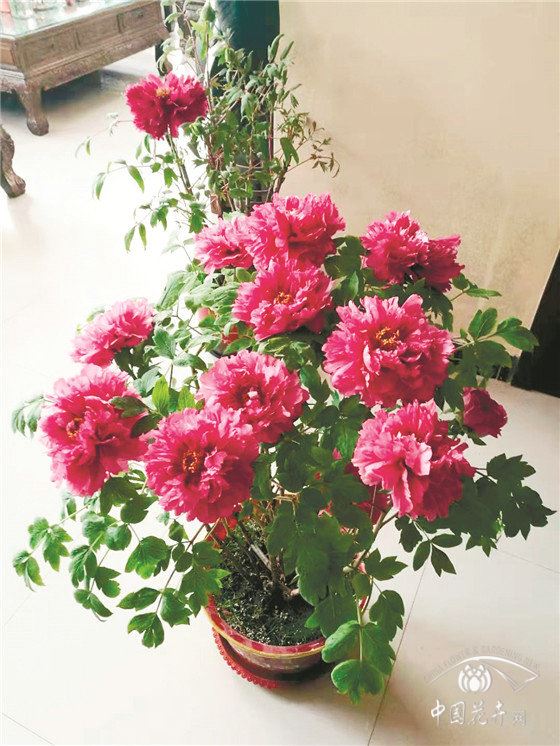 【年宵花】催花牡丹市场平稳物流决定客流
