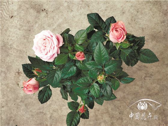 【年宵花】小盆花“三大将”纷纷遭冷遇 