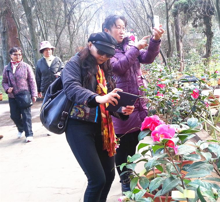 “金鼠送福·山茶闹春”昆明市金殿名胜区第三十二届茶花展开幕