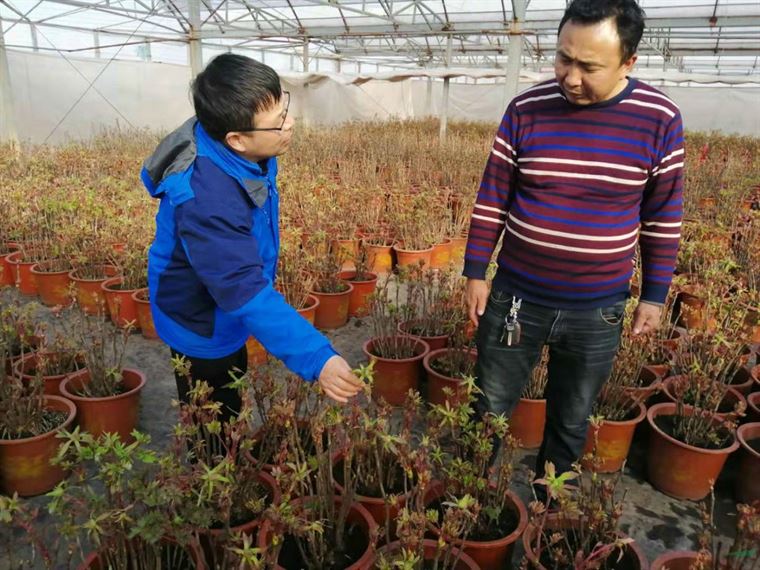 洛阳35万盆催花牡丹即将投放全国春节花市