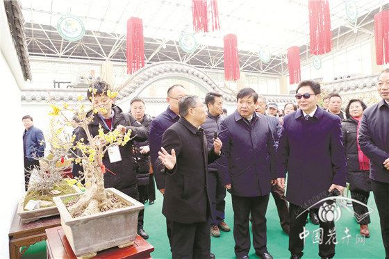 鄢陵蜡梅梅花文化节开幕 