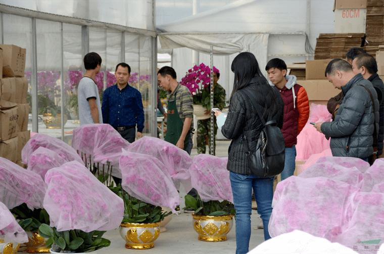 广东南海花卉博览园人气火爆 300万株蝴蝶兰投放年宵花市场