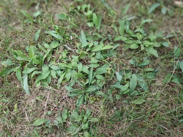 高效防除恶性阔叶杂草--山苦荬，还草坪健康生长
