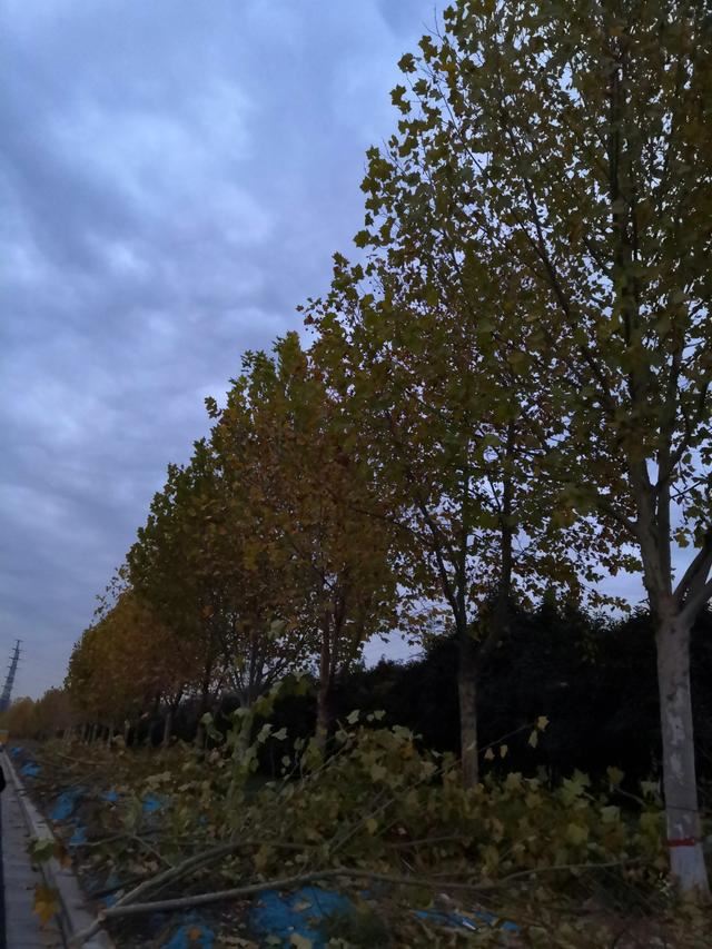 秋冬季节落叶植物休眠期如何养护管理？
