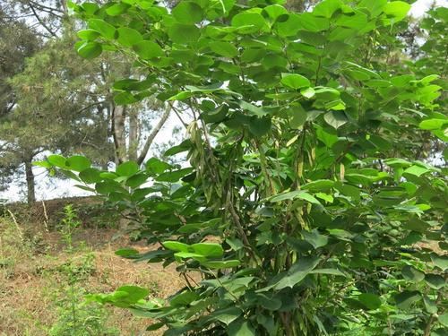 紫荆角斑病的发生及防治技术