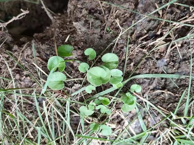 草坪中要想高效防除恶性阔叶杂草--马蹄金，掌握方法很重要