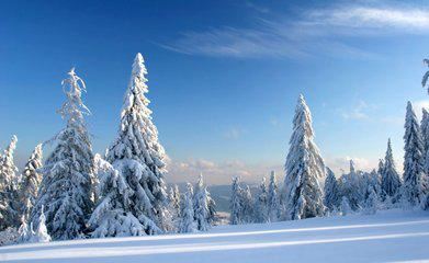 雪松苗木如何修剪，才能达到理想树形！