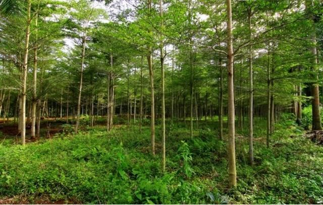 严把苗木出圃质量关，提高苗木栽植成活率
