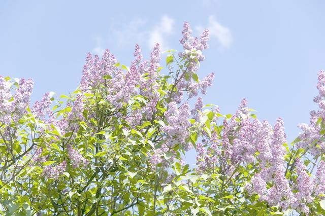 冬季花灌木修剪，再碰到这三种情况，你就知道该怎么剪了！