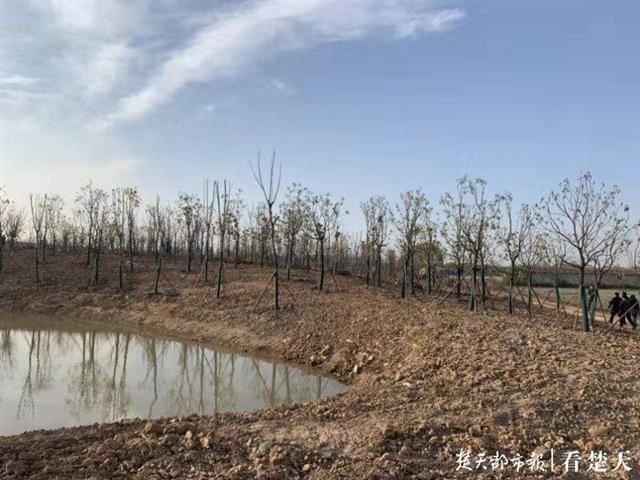 首建沿江绿道，复绿废弃矿山，今年武汉瞄准“精致园林”