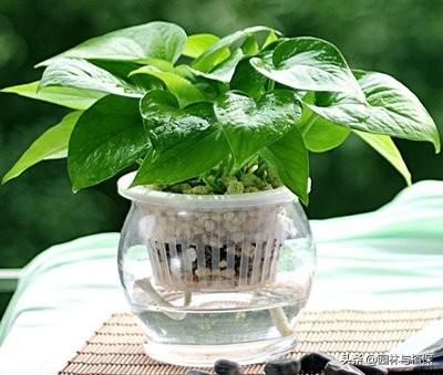 冬日植物受冻救治小秘诀