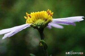 宿根花卉景观应用及花境配置——全叶马兰