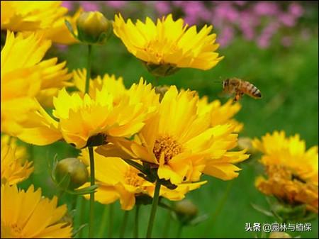 常见园林宿根花卉——大花金鸡菊