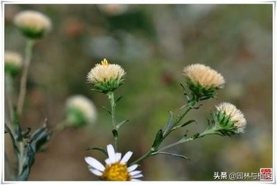 宿根花卉景观应用及花境配置——全叶马兰