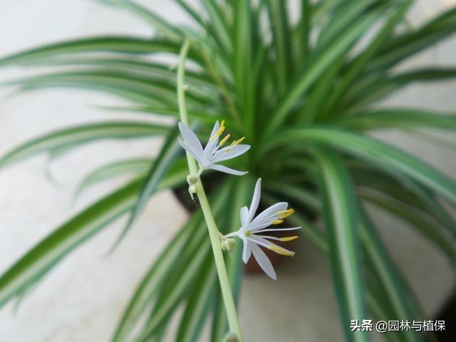 冬日植物受冻救治小秘诀