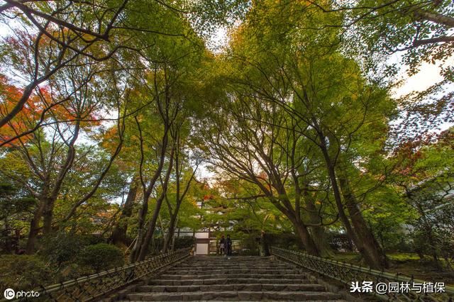 植物配置——园林景观绿化中的园林植物搭配技巧