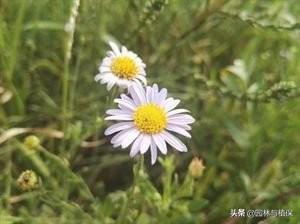 宿根花卉景观应用及花境配置——全叶马兰