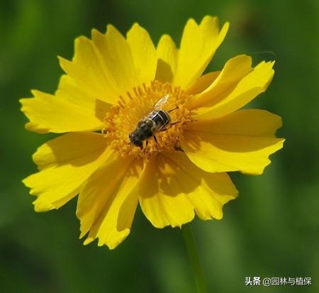 常见园林宿根花卉——大花金鸡菊