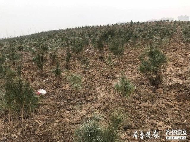 济青高铁淄博北站“气质”提升，周边36.5公顷渣土堆将被绿化