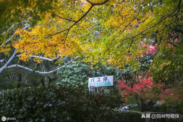 植物配置——园林景观绿化中的园林植物搭配技巧