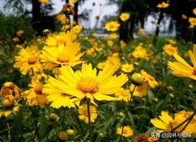 常见园林宿根花卉——大花金鸡菊