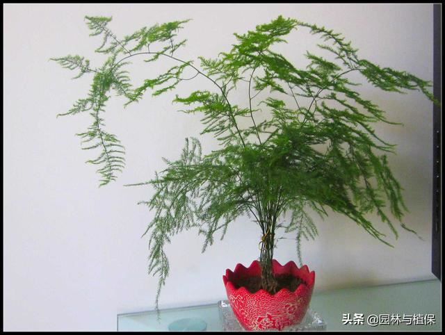 冬日植物受冻救治小秘诀