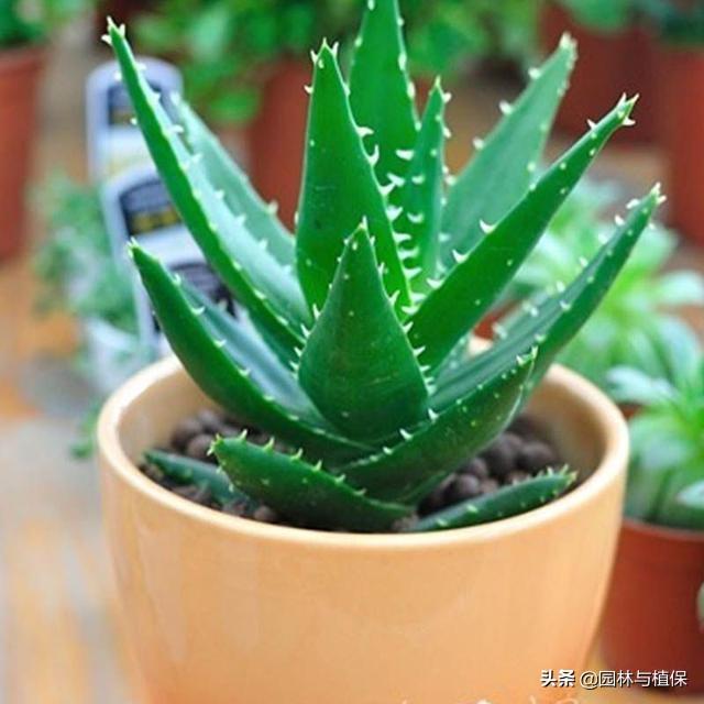冬日植物受冻救治小秘诀