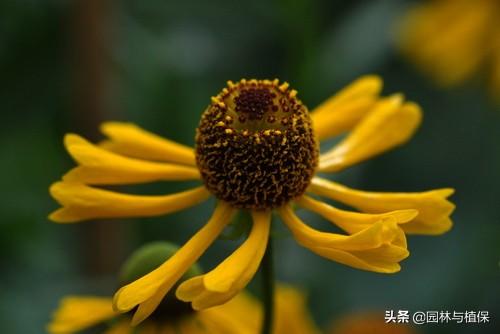 宿根花卉景观应用及花境配置——堆心菊