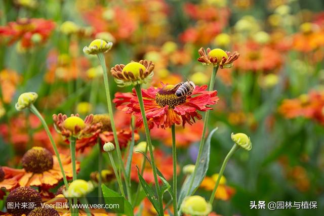 宿根花卉景观应用及花境配置——堆心菊